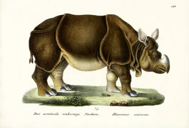 Greater Indian Rhinoceros